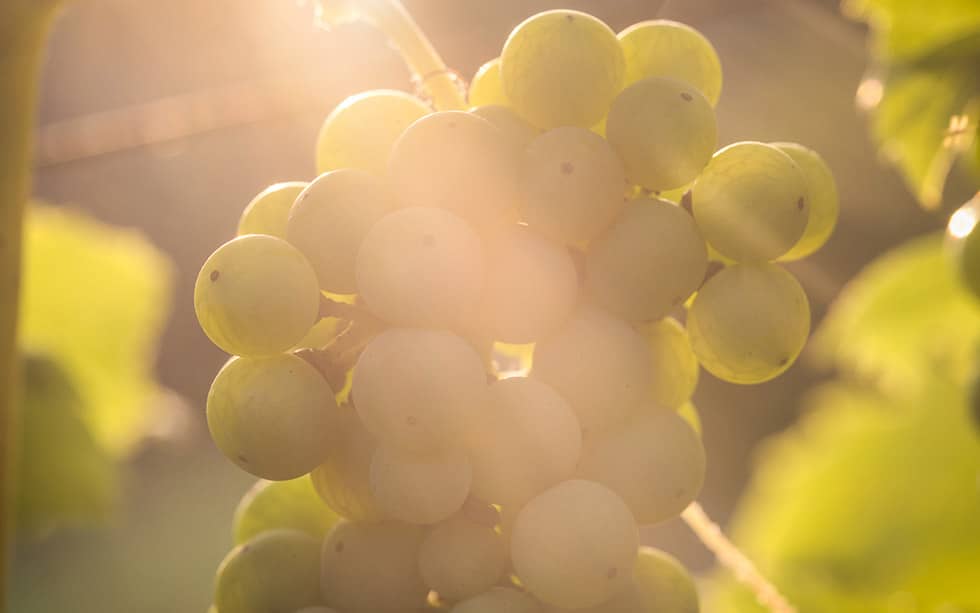Graševina (Welschriesling) grape variety