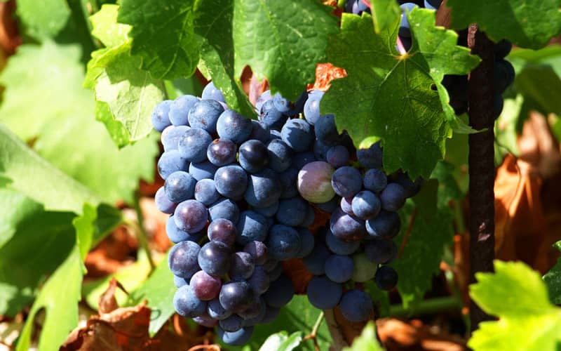 Plavac Mali grape variety