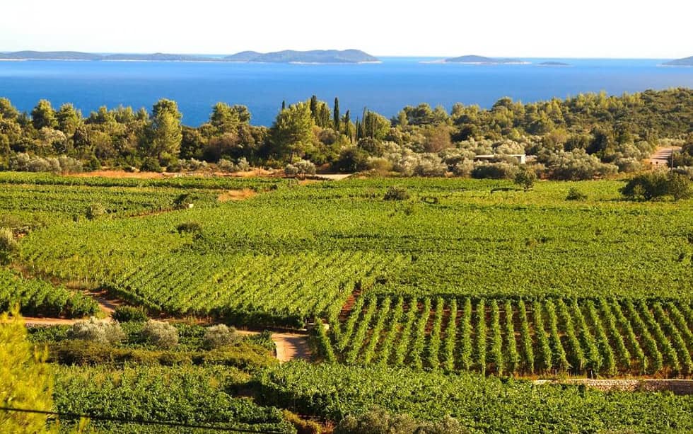 Pošip grape variety, Čara Island Korčula