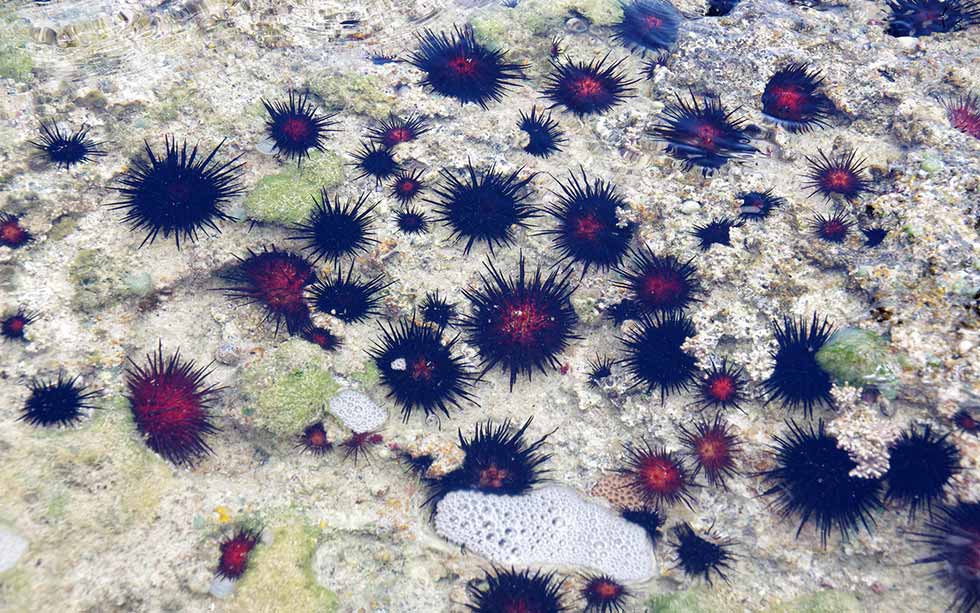 Sea Urchins