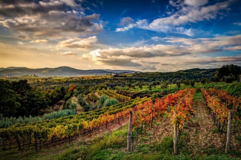 Vineyard in Istria