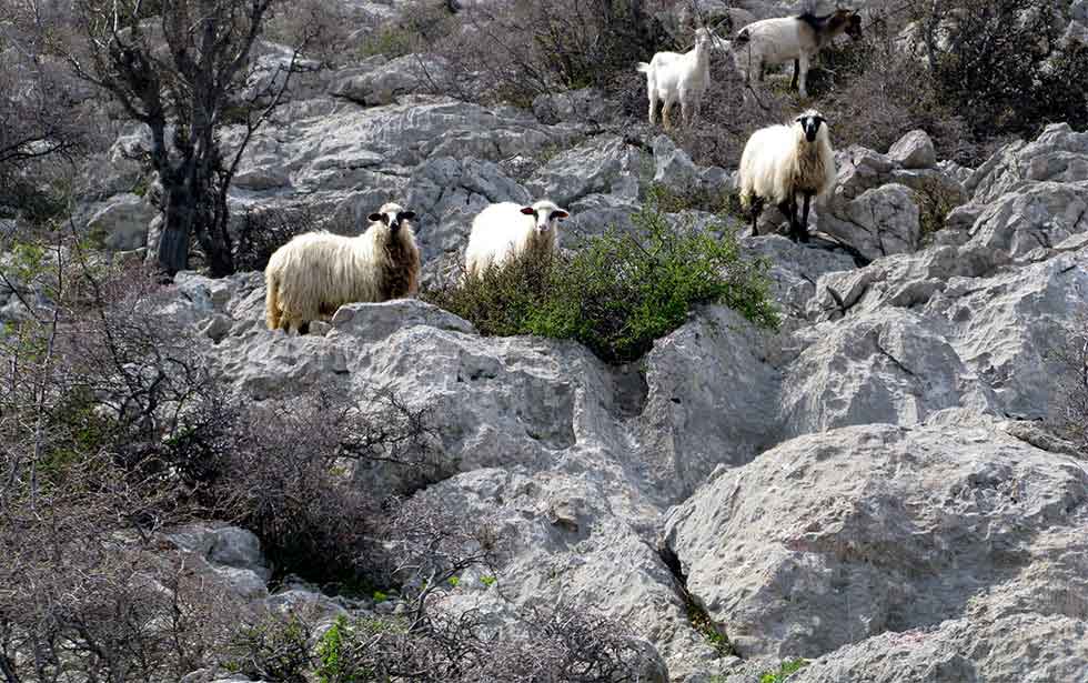 Croatian limestone